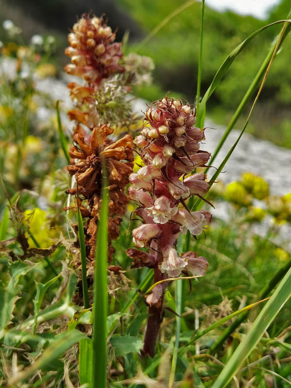 Orobanche caryophyllacea